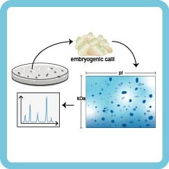 a graphical abstract, a proteomic study to characterize the molecular reprogramming during SE of an elite banana cultivar